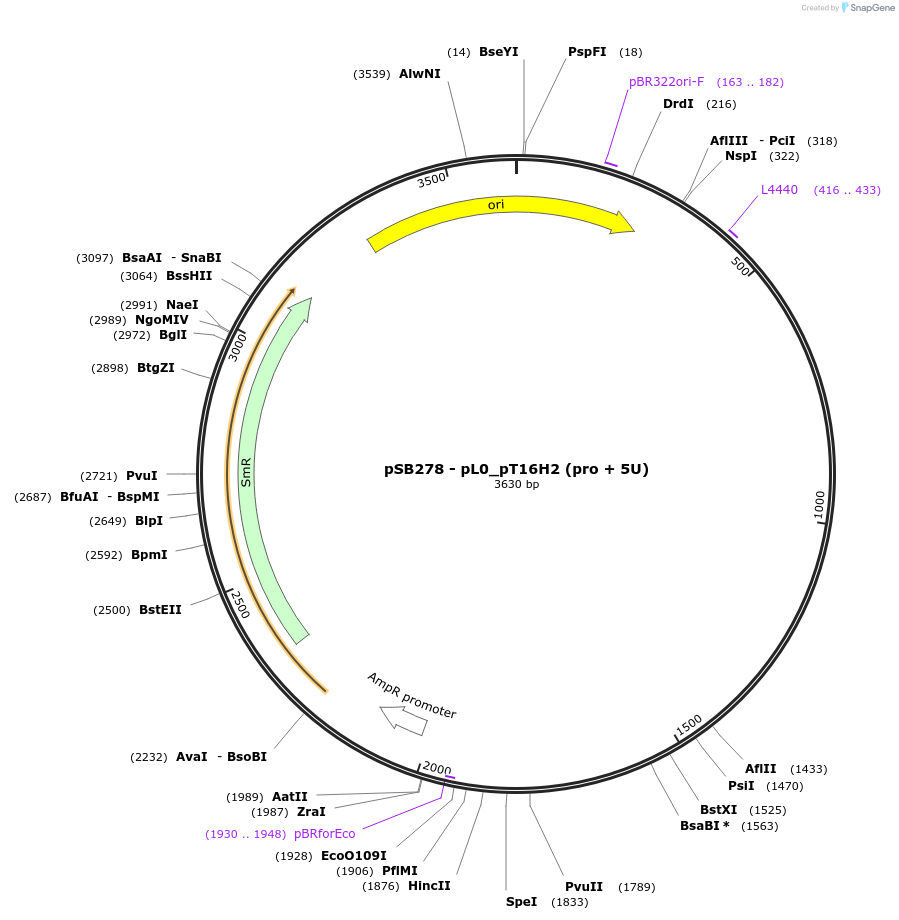 203889-plasmid-map-sequence-id-404811