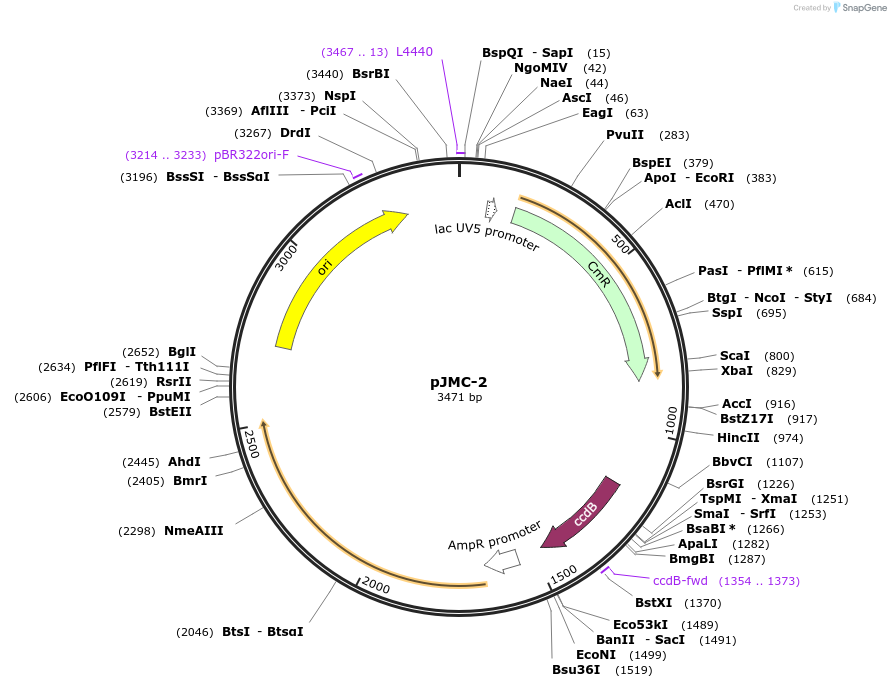 197788-plasmid-map-sequence-id-404812