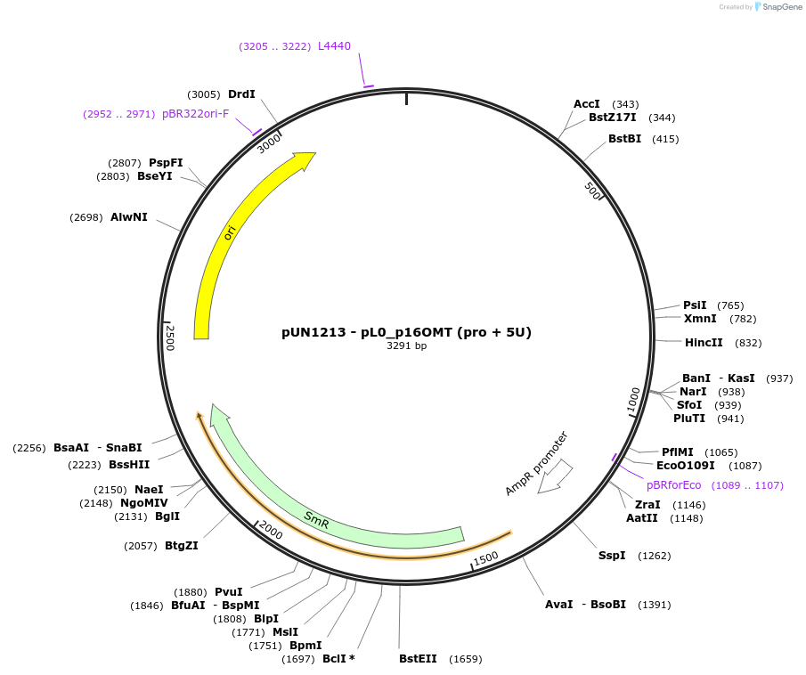 203890-plasmid-map-sequence-id-404813