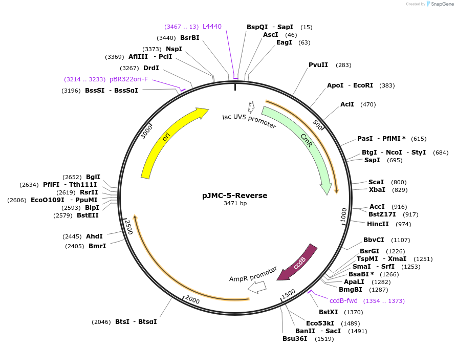 197807-plasmid-map-sequence-id-404814