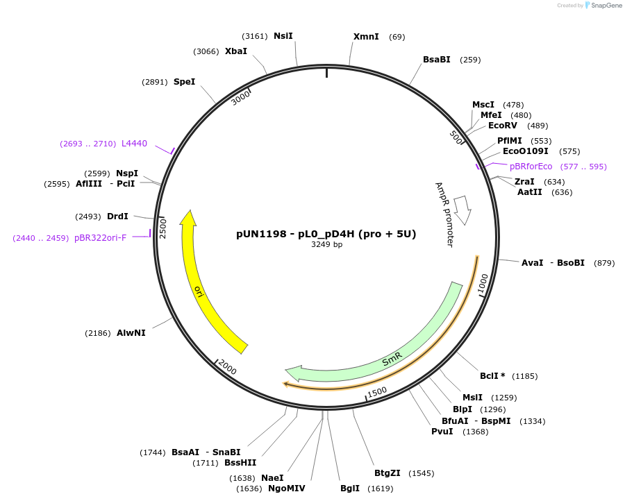 203894-plasmid-map-sequence-id-404820