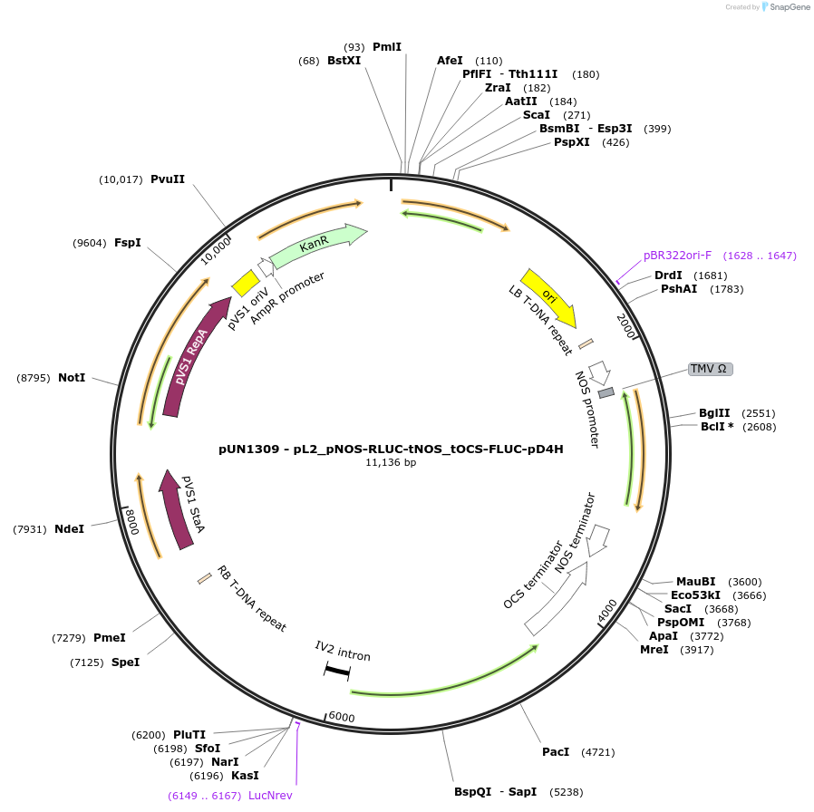 203901-plasmid-map-sequence-id-404841