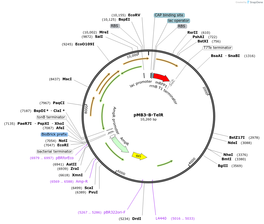 204992-plasmid-map-sequence-id-404860