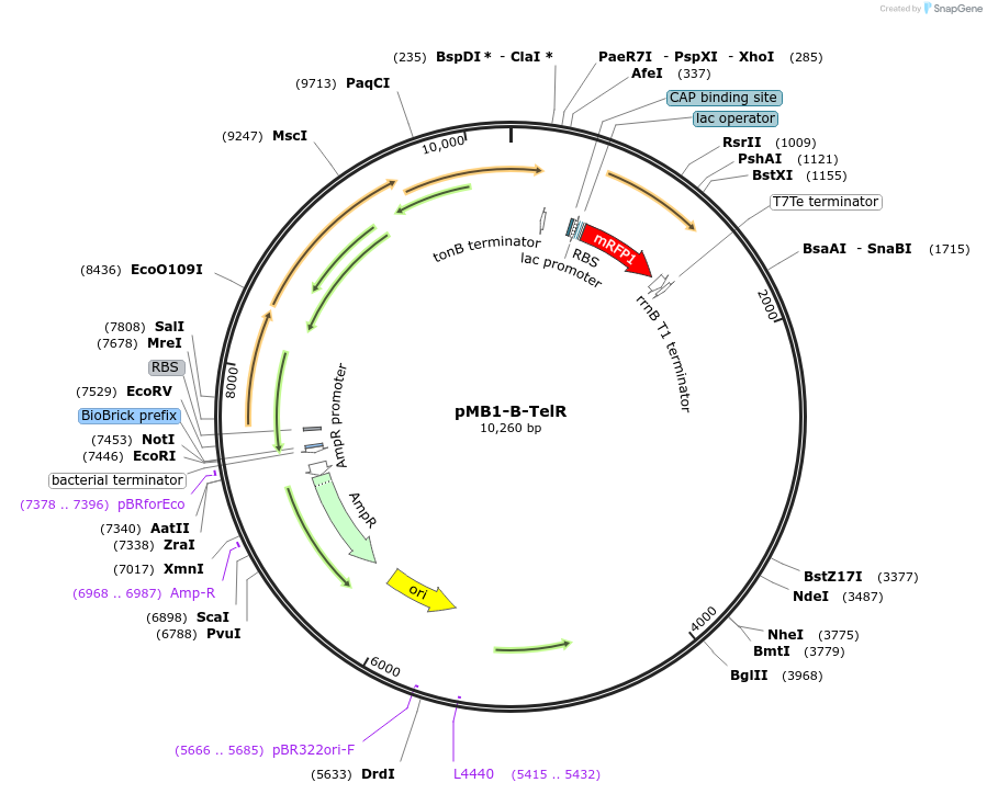 204980-plasmid-map-sequence-id-404861