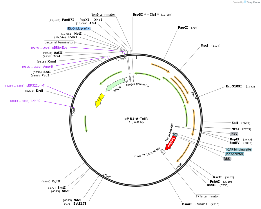 204979-plasmid-map-sequence-id-404862