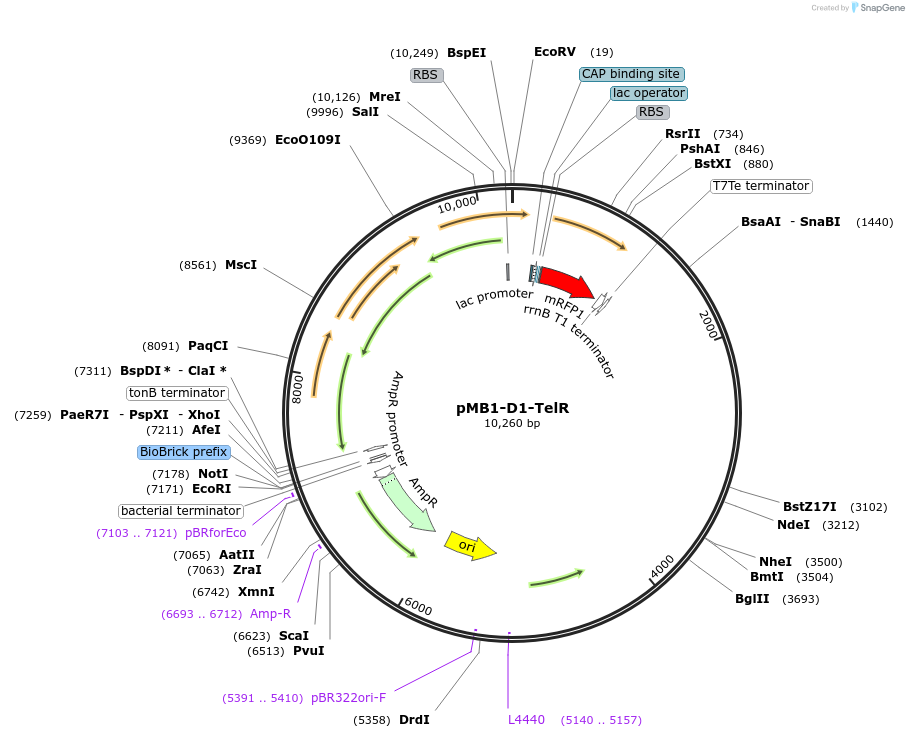 204983-plasmid-map-sequence-id-404865