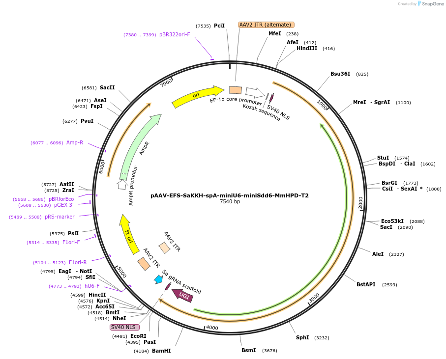 204852-plasmid-map-sequence-id-404875
