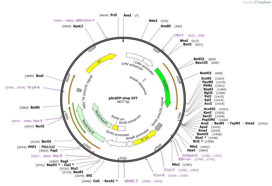 205146-plasmid-map-sequence-id-404879