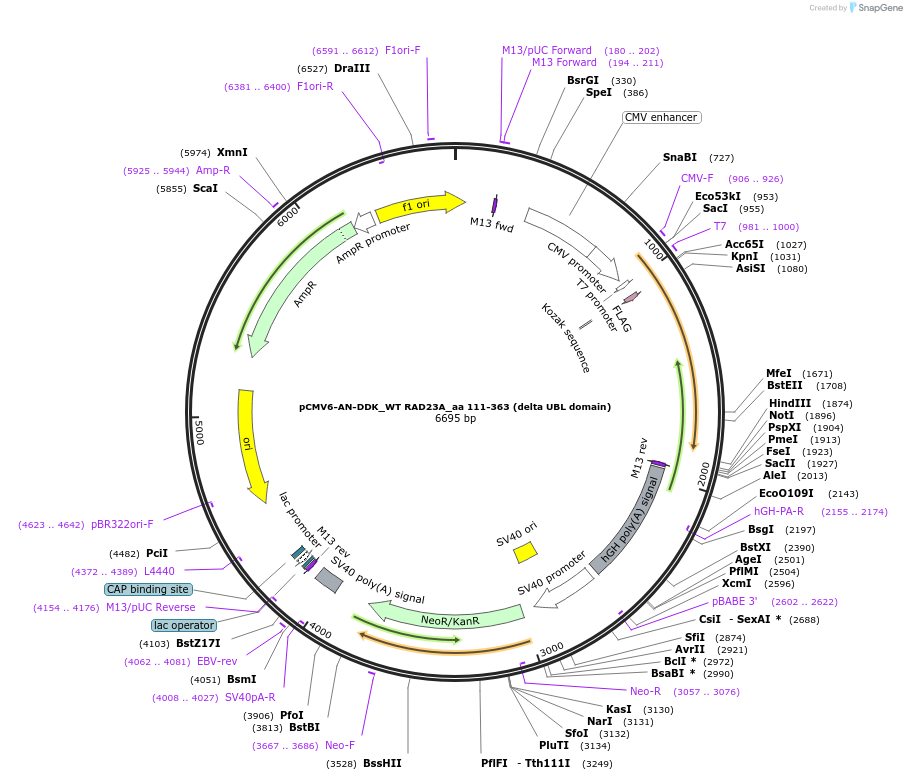 201460-plasmid-map-sequence-id-404909