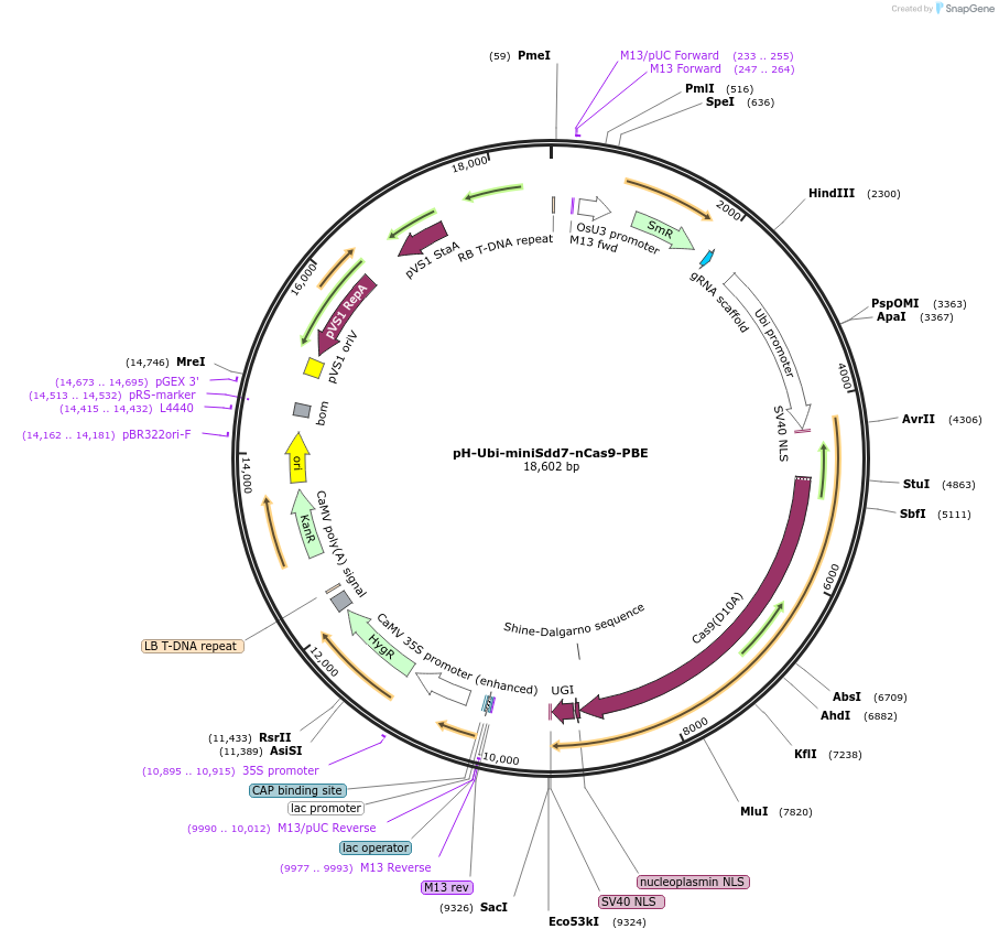 204856-plasmid-map-sequence-id-404911