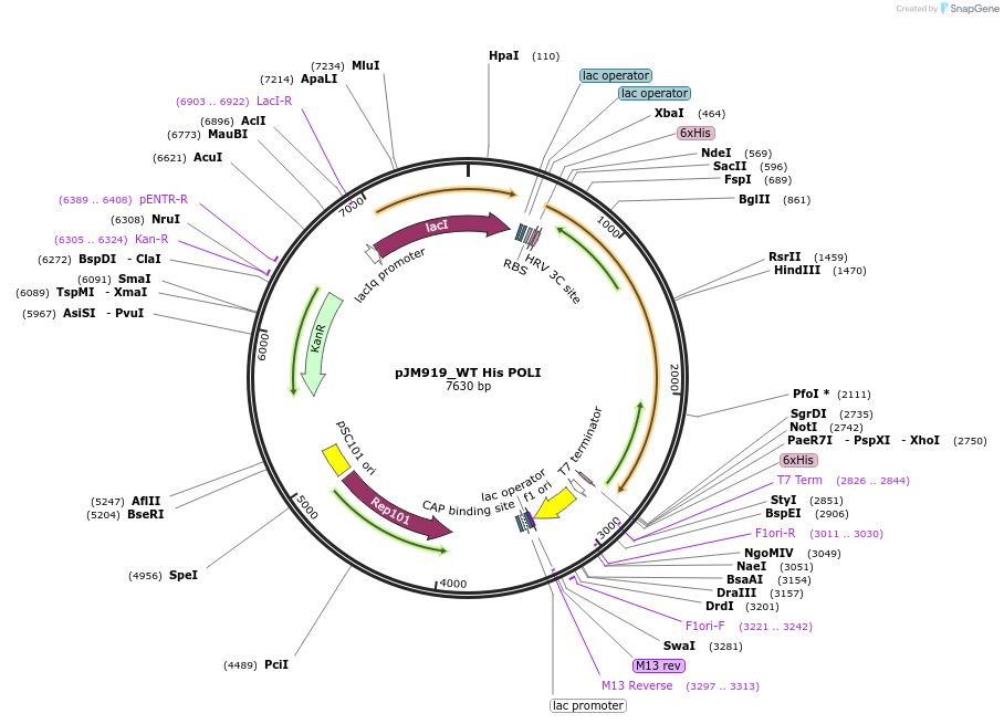 201444-plasmid-map-sequence-id-404921