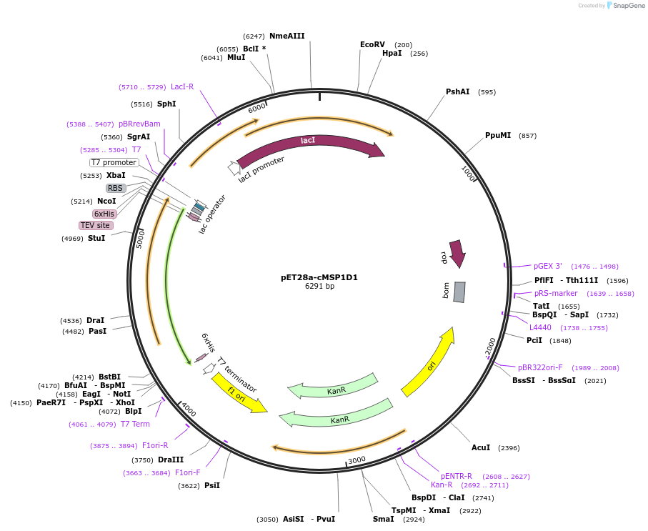 199768-plasmid-map-sequence-id-404922
