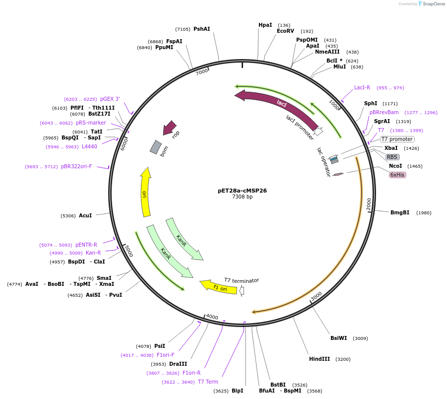 199769-plasmid-map-sequence-id-404923