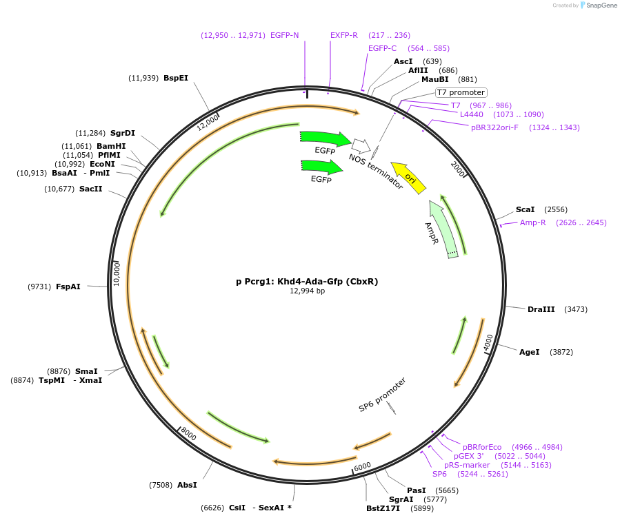 203734-plasmid-map-sequence-id-404932
