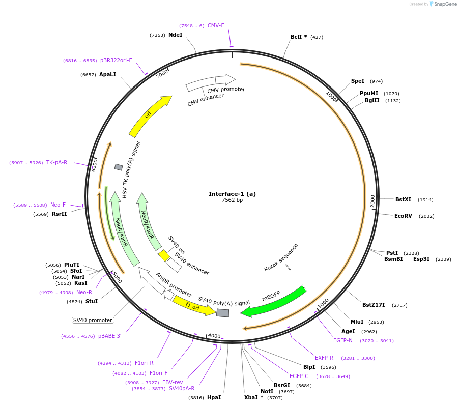 204428-plasmid-map-sequence-id-404935