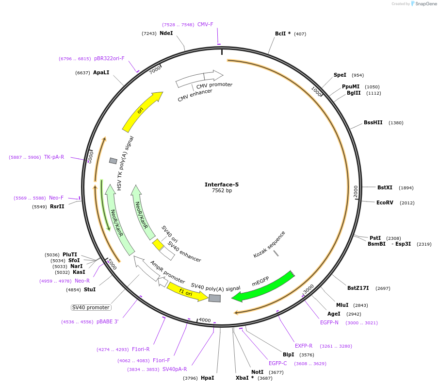 204436-plasmid-map-sequence-id-404947