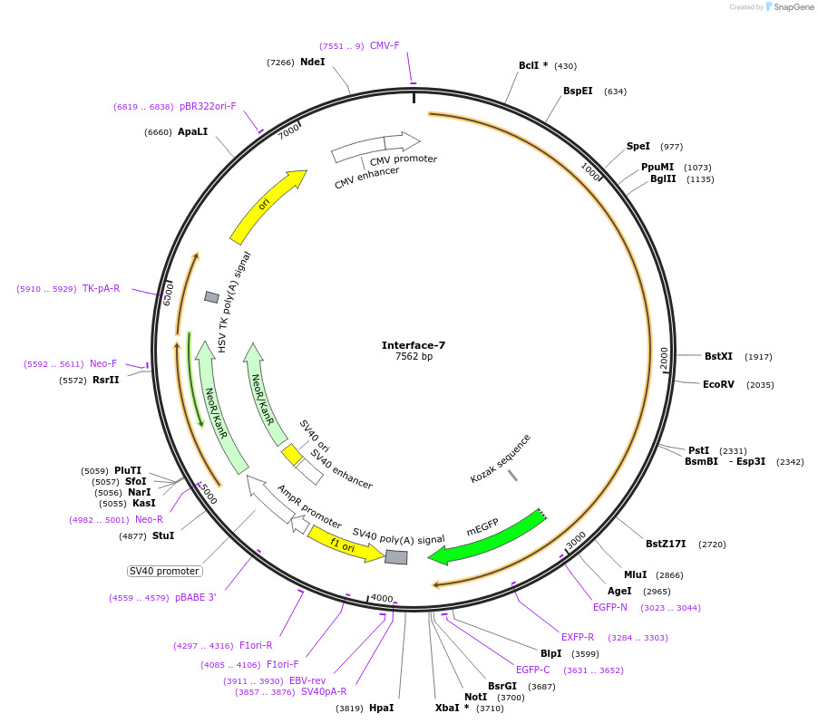 204438-plasmid-map-sequence-id-404949