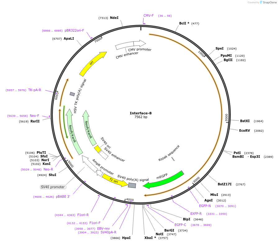204439-plasmid-map-sequence-id-404950