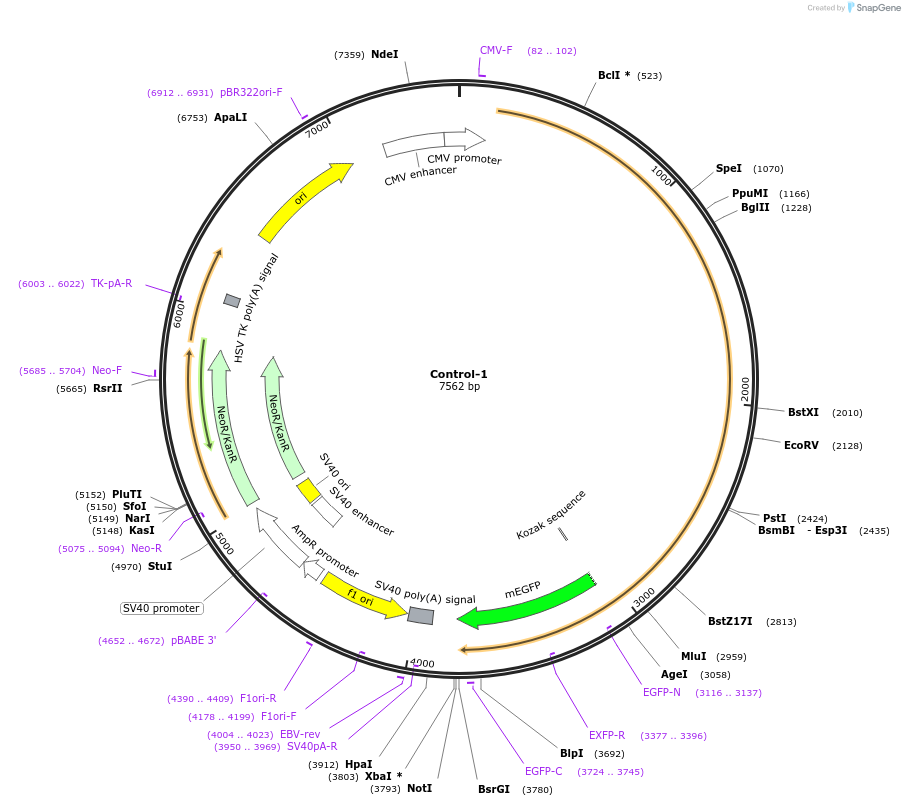 204442-plasmid-map-sequence-id-404954