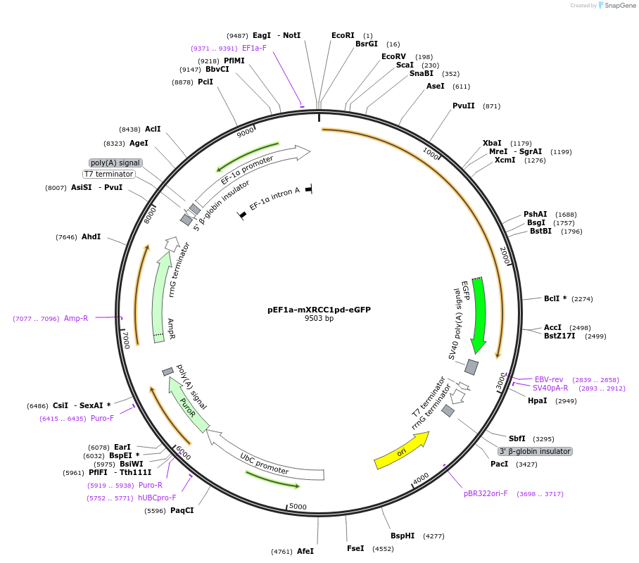 206035-plasmid-map-sequence-id-404959