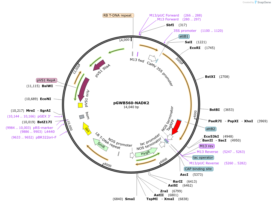 203760-plasmid-map-sequence-id-404962