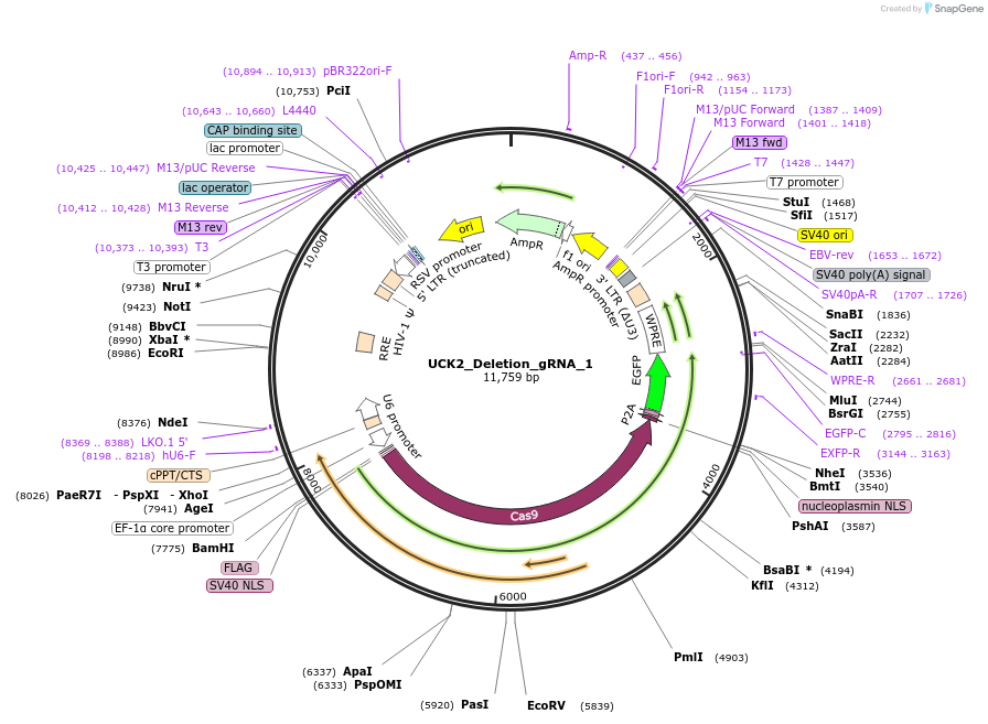 204672-plasmid-map-sequence-id-404973