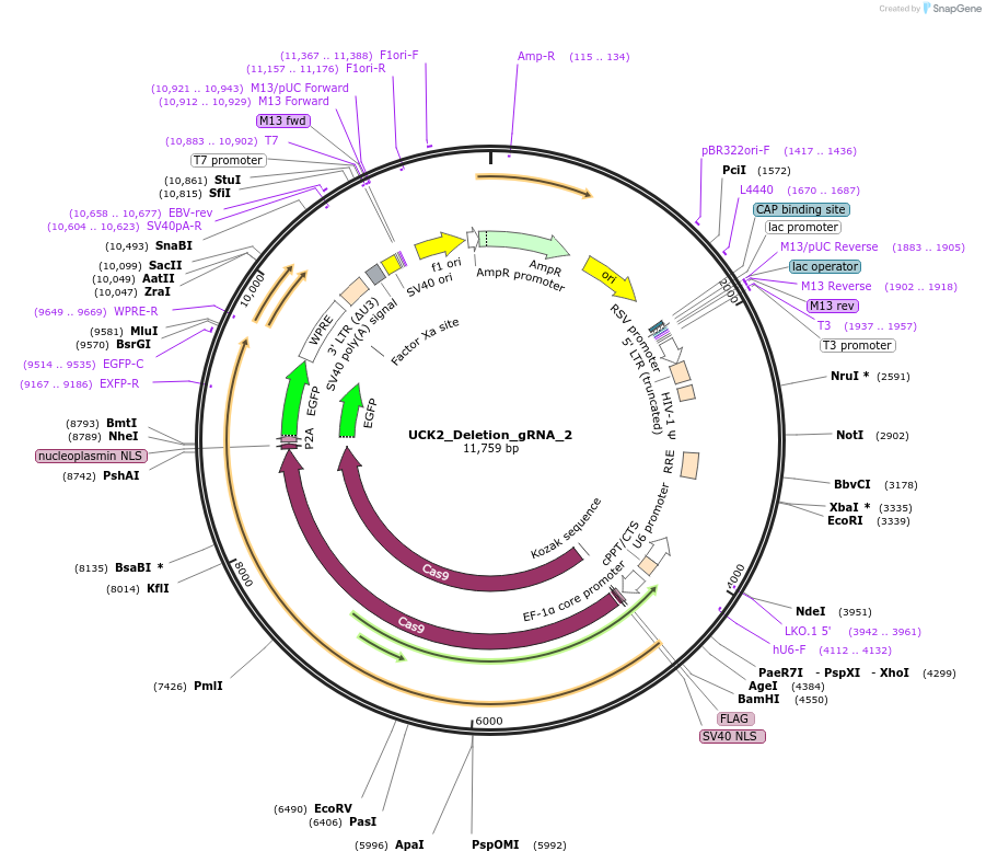204673-plasmid-map-sequence-id-404975