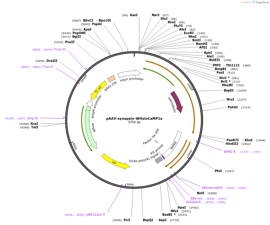 205308-plasmid-map-sequence-id-404977