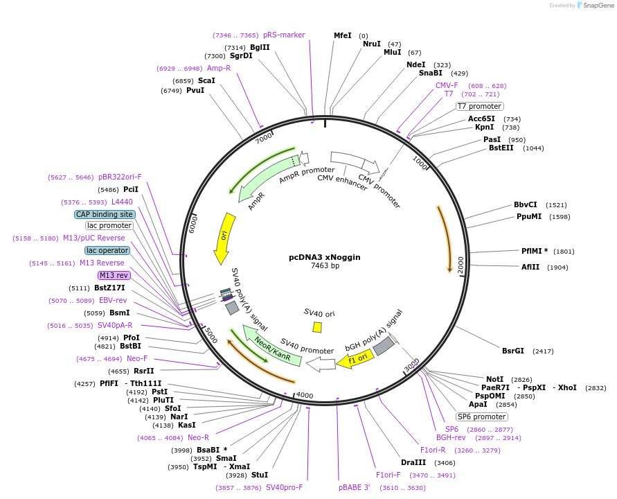 24960-plasmid-map-sequence-id-404979