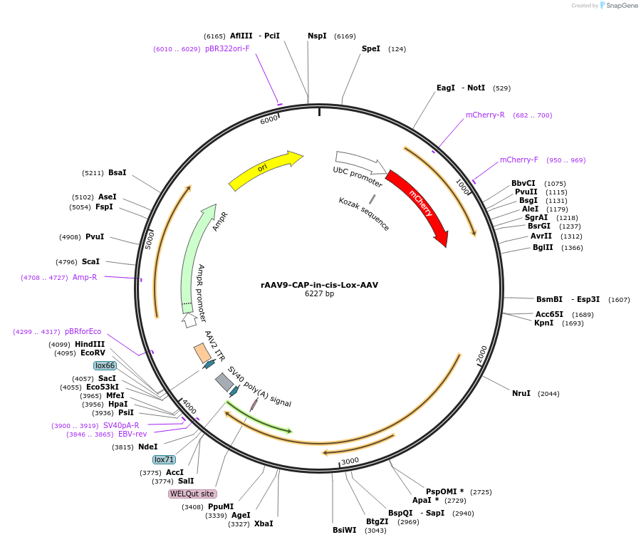 205990-plasmid-map-sequence-id-404980