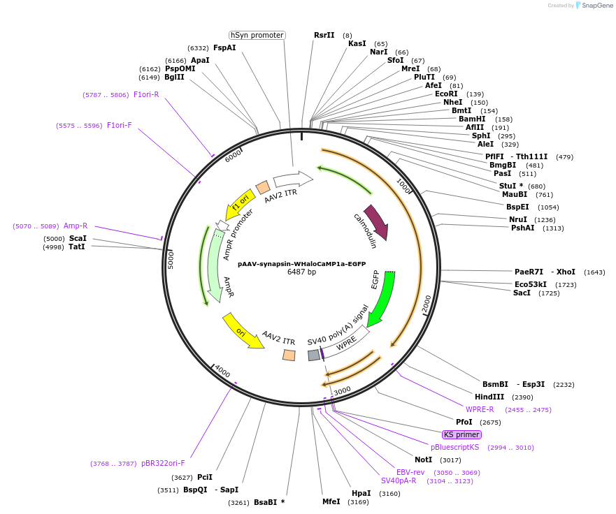 205307-plasmid-map-sequence-id-404981
