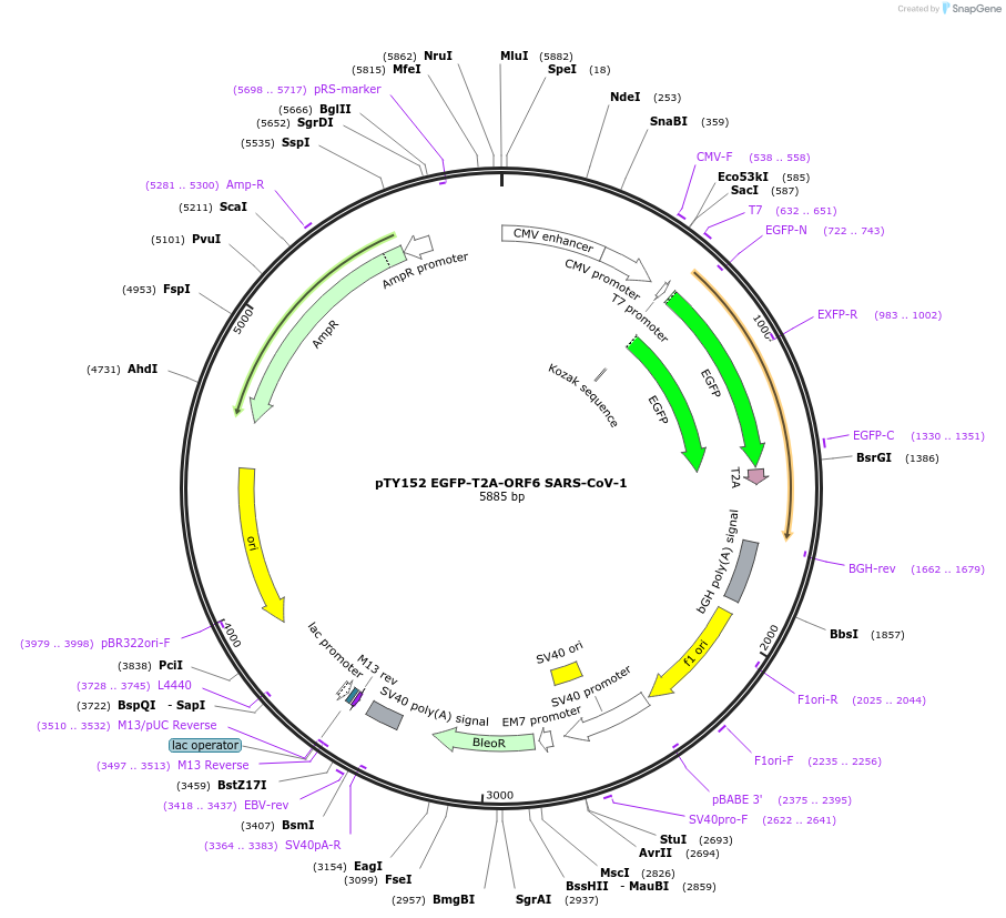 204974-plasmid-map-sequence-id-404984