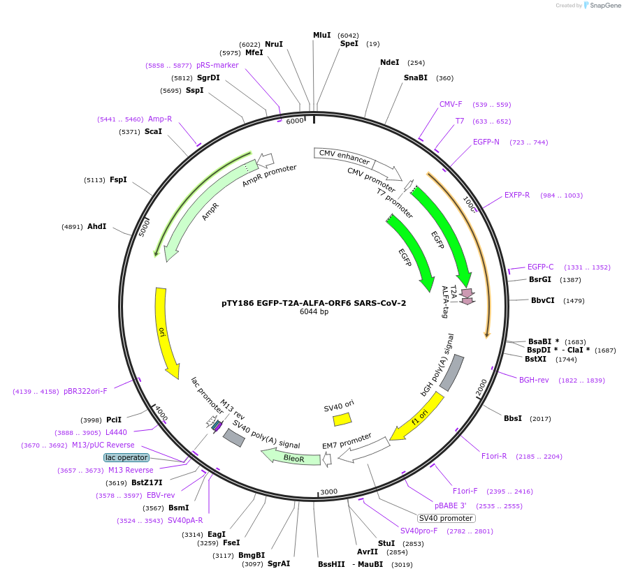 204976-plasmid-map-sequence-id-404985