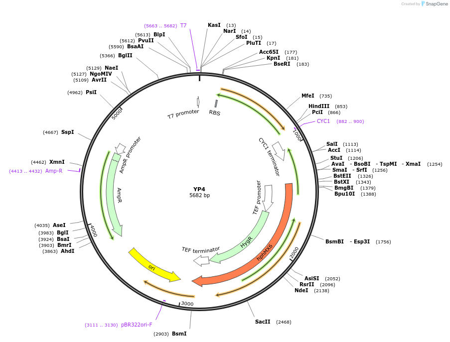 199945-plasmid-map-sequence-id-404989