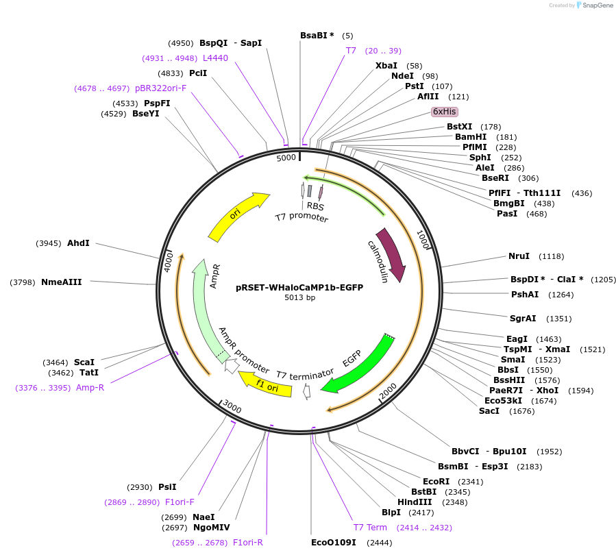 205305-plasmid-map-sequence-id-404991