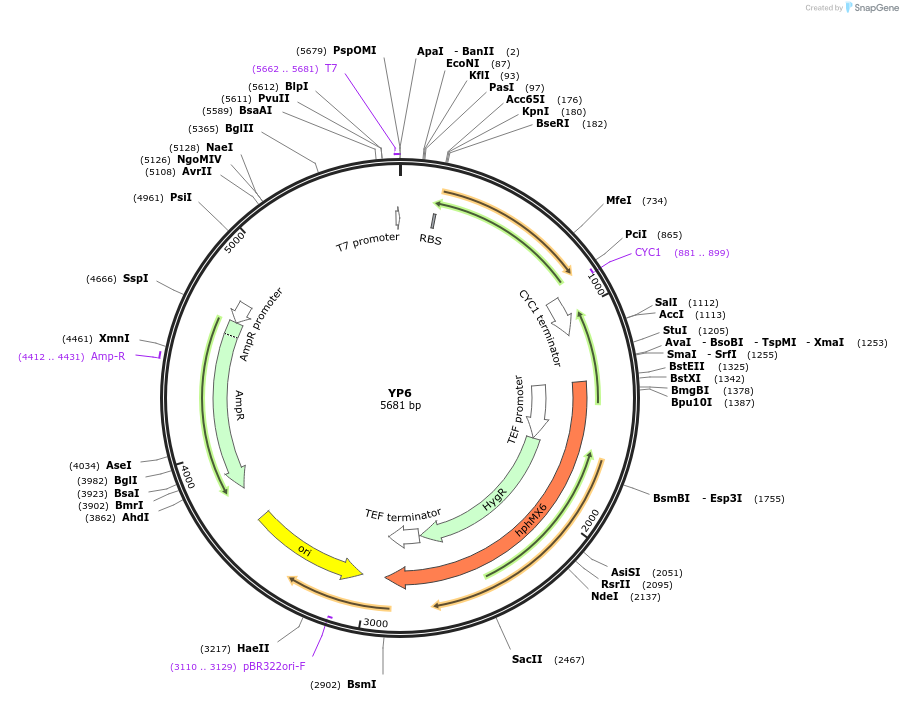 199947-plasmid-map-sequence-id-404992
