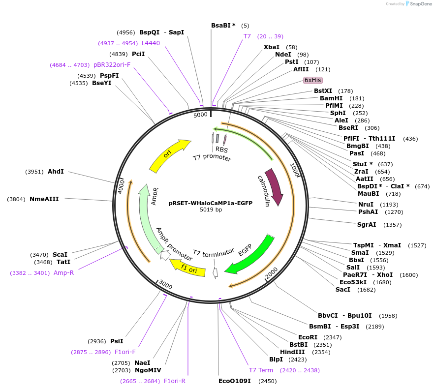 205303-plasmid-map-sequence-id-404996
