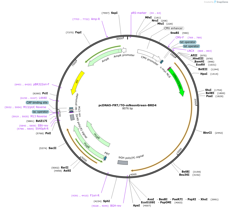204692-plasmid-map-sequence-id-404997