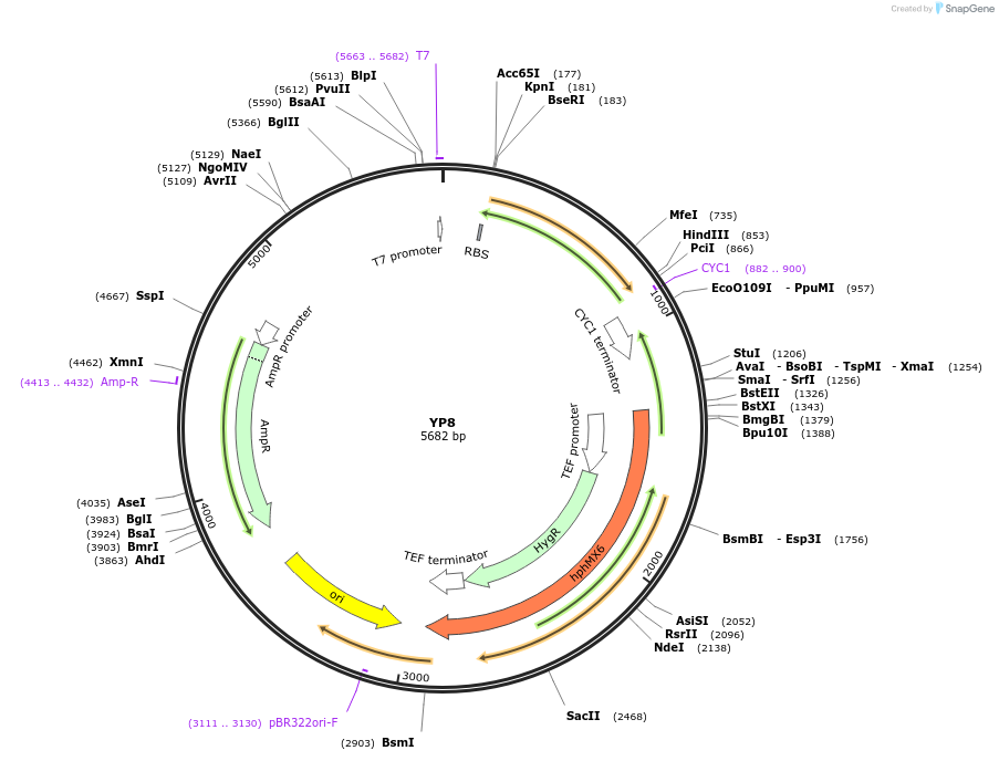 199949-plasmid-map-sequence-id-404998