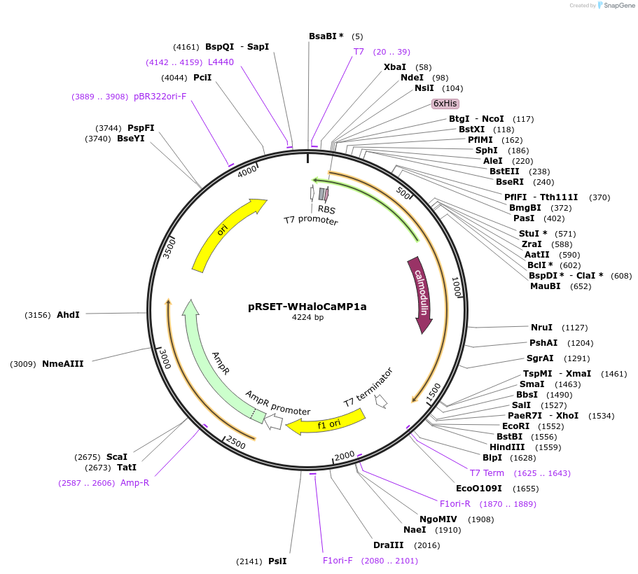 205304-plasmid-map-sequence-id-405001