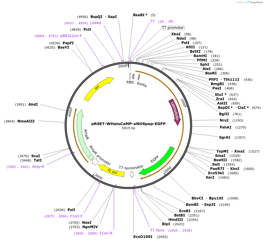 205306-plasmid-map-sequence-id-405003