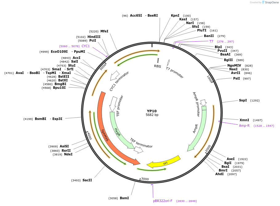 199951-plasmid-map-sequence-id-405009