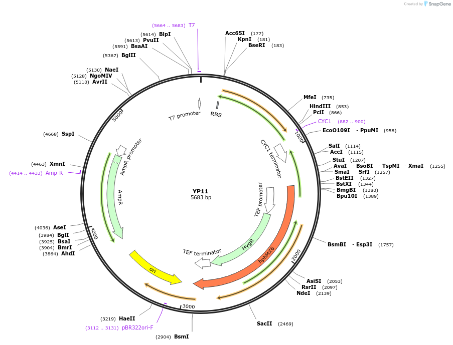 199952-plasmid-map-sequence-id-405014