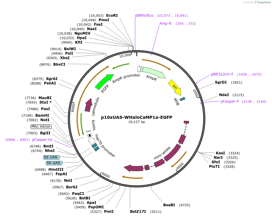 205314-plasmid-map-sequence-id-405016