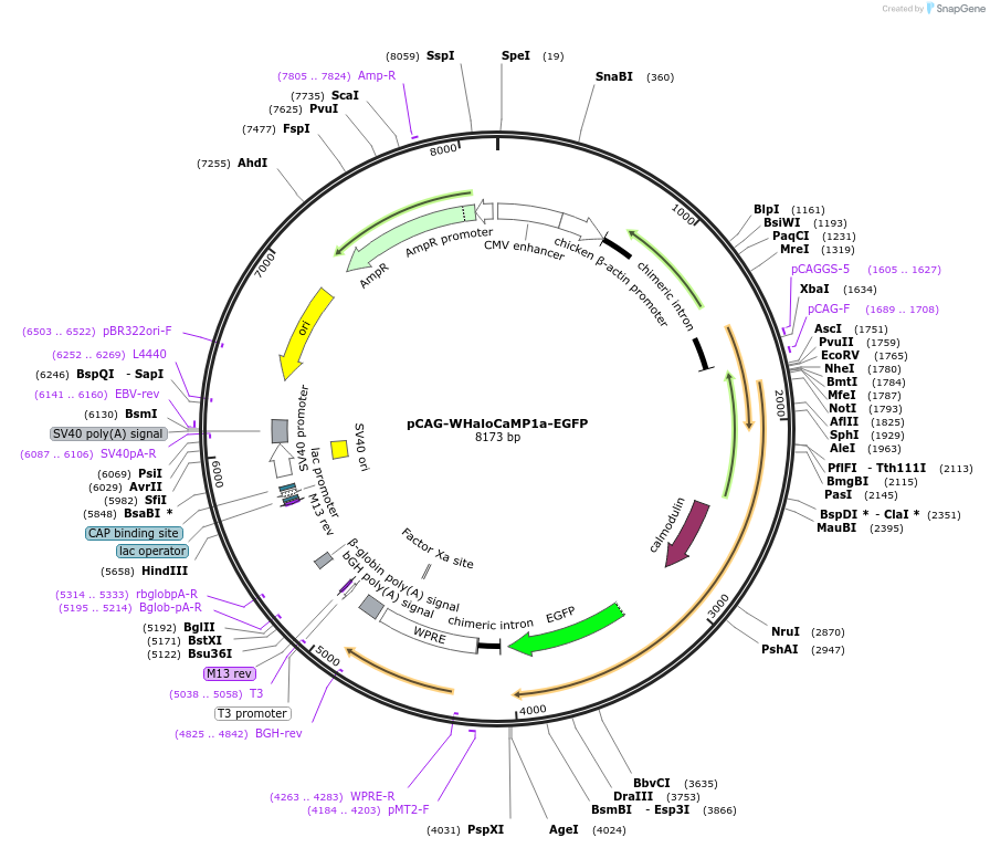 205313-plasmid-map-sequence-id-405018