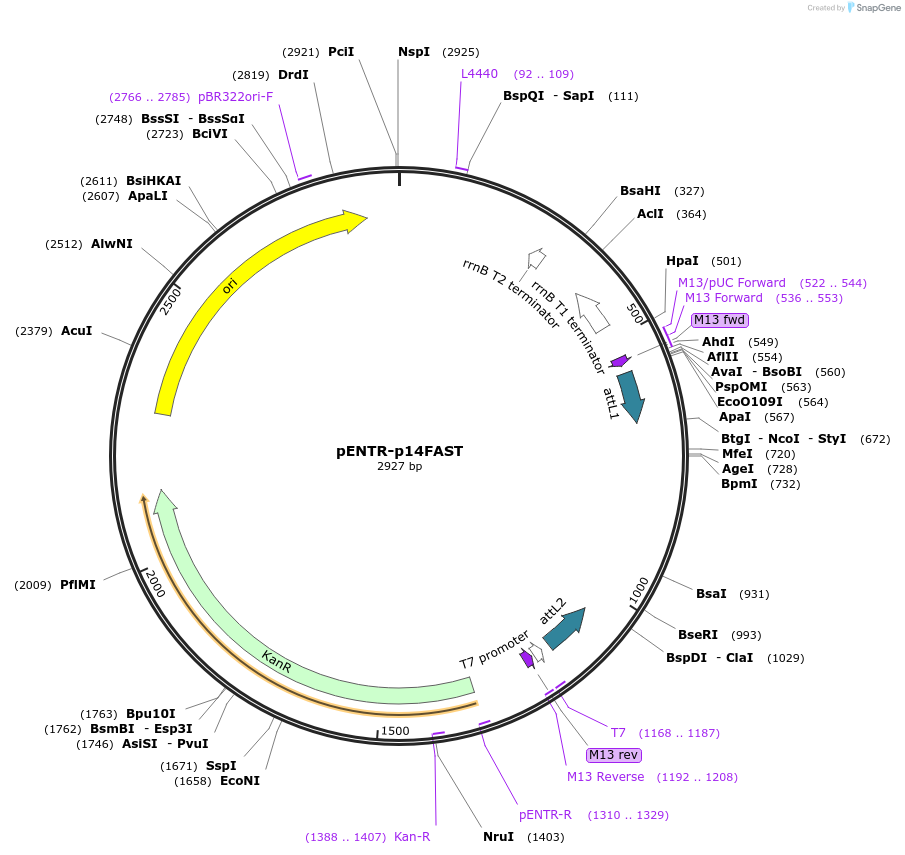 50025-plasmid-map-sequence-id-405019