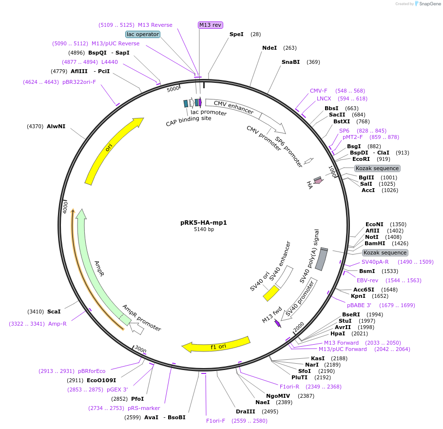 42329-plasmid-map-sequence-id-405020