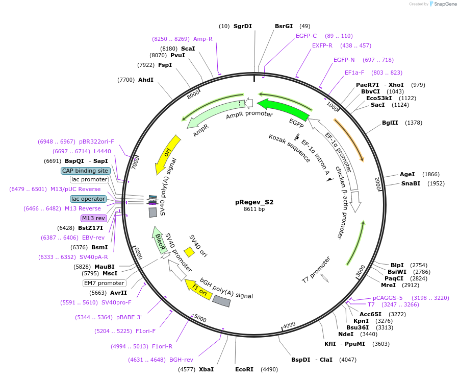 204162-plasmid-map-sequence-id-405021