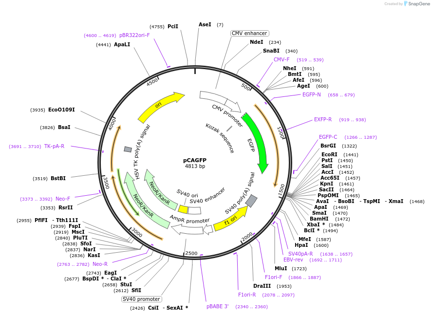 32748-plasmid-map-sequence-id-405023