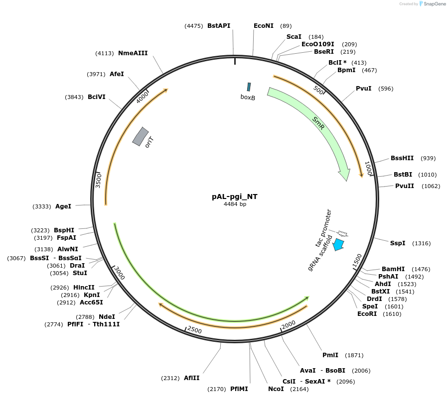 74067-plasmid-map-sequence-id-405024